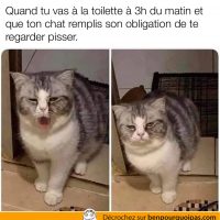 Quand ton chat te regarde pisser au beau milieu de la nuit
