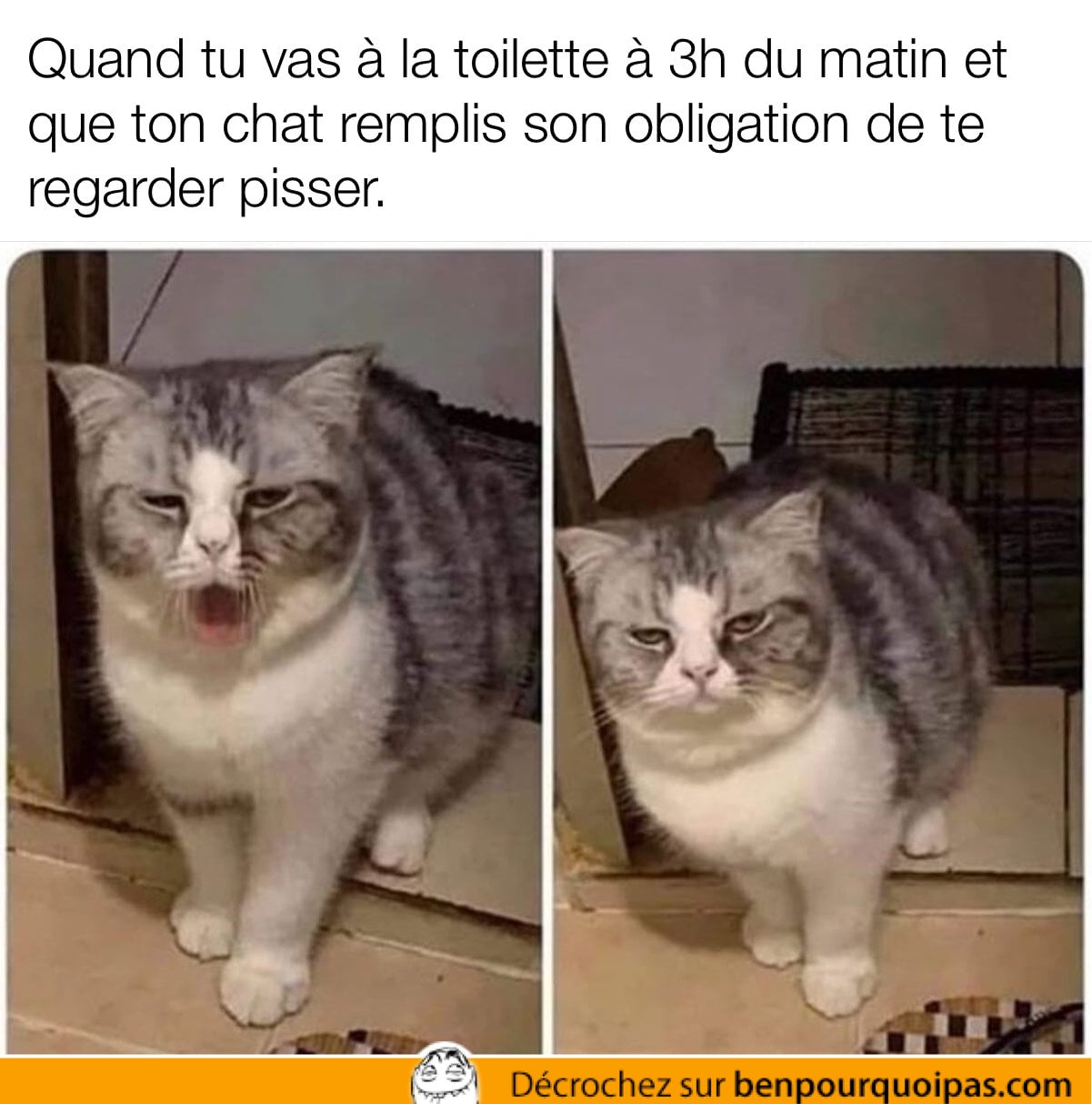 Quand ton chat te regarde pisser au beau milieu de la nuit