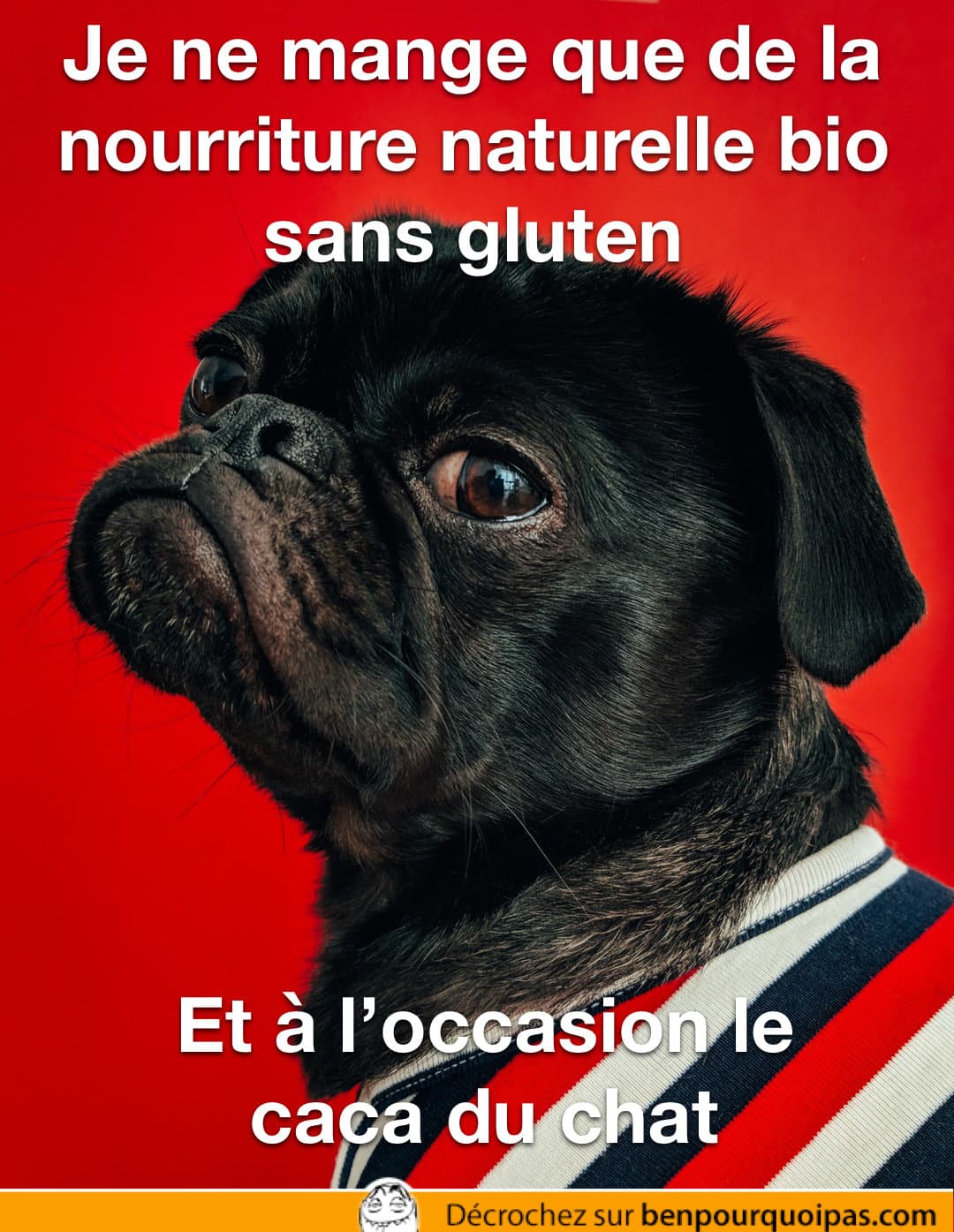 Donner de la nourriture bio sans gluten à ton chien