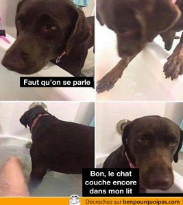 le chiens entre dans le bain avec sa maitresse