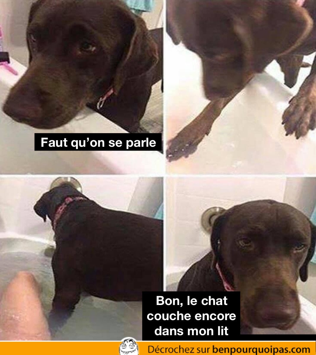 le chiens entre dans le bain avec sa maitresse