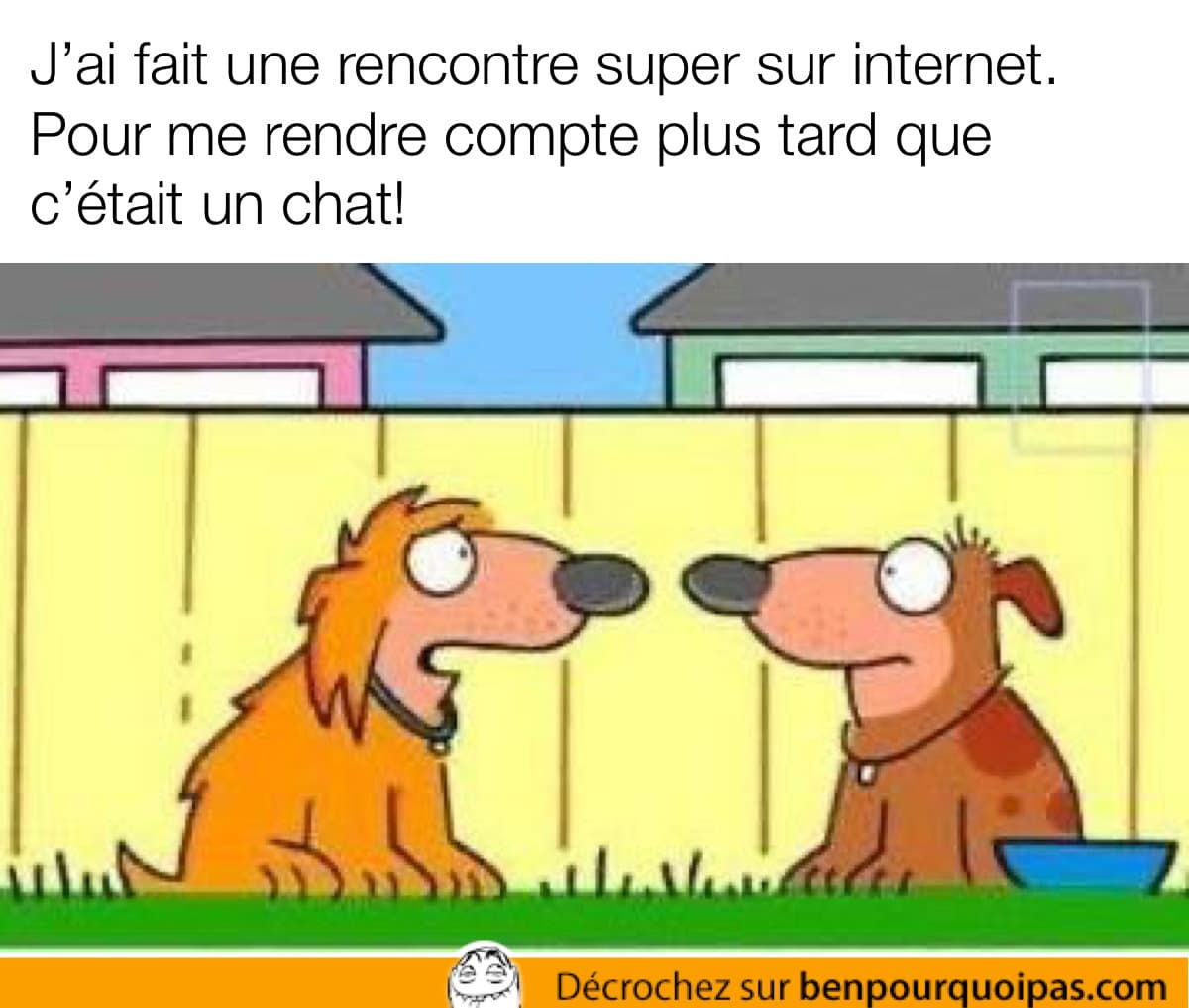deux chiens ont une conversation