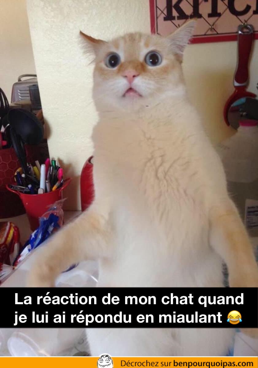 Quand je réponds à mon chat en miaulant