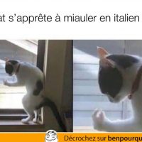 Un chat qui miaule en italien