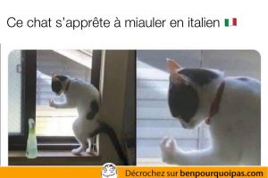 un chat dans une fenetre prends une pose italienne typique
