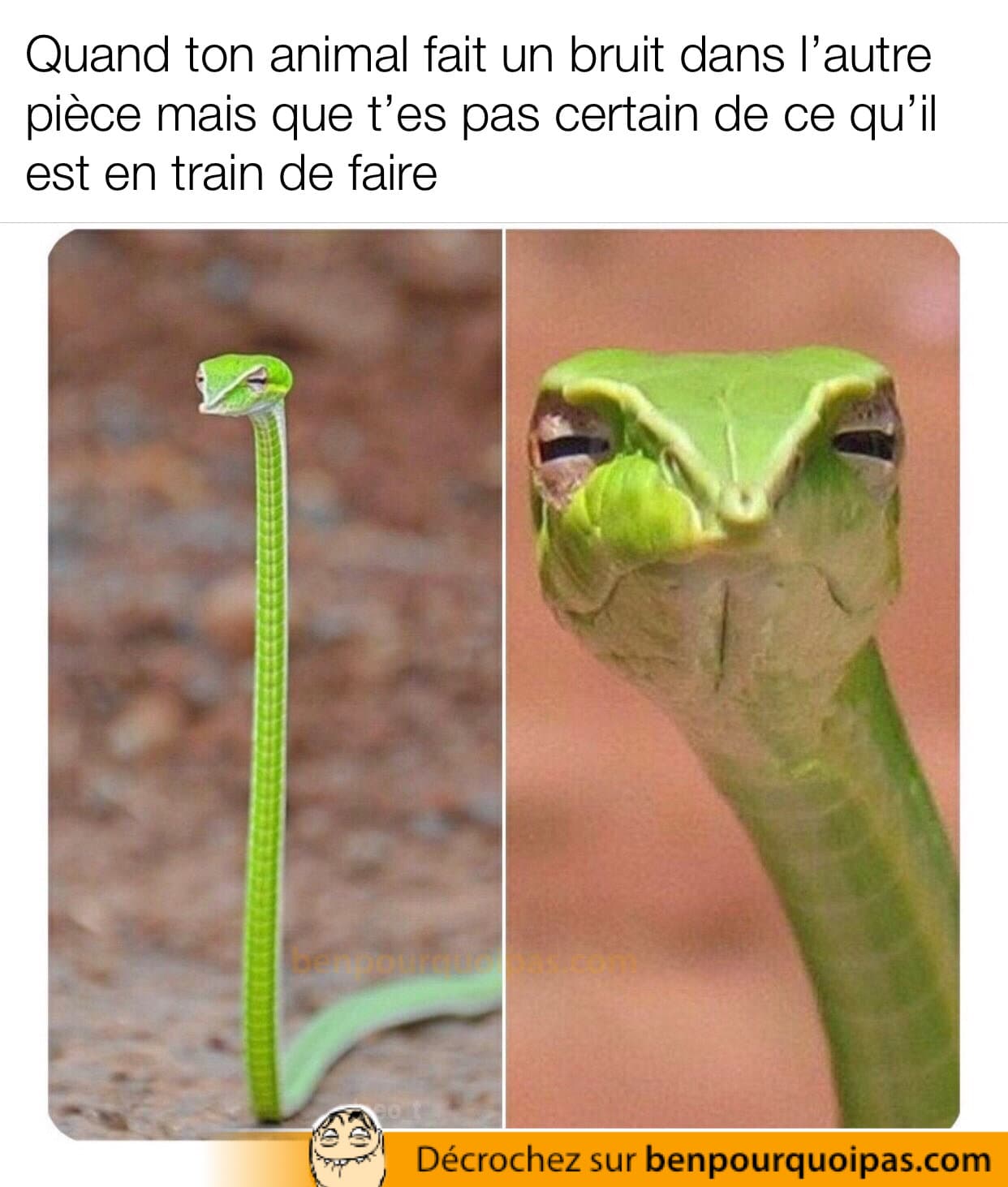 un serpent vert fait une face de questionnement