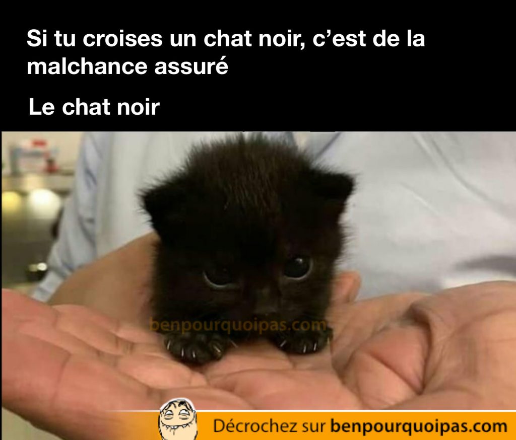 Est Ce Que Les Chats Noirs Portent Vraiment Malheur Blagues Et Images Droles Ben Pourquoi Pas Humour