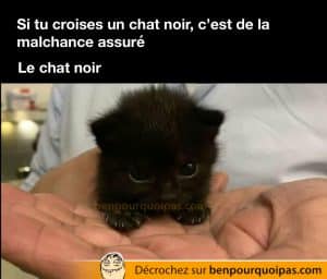 un mignon chaton tout noir
