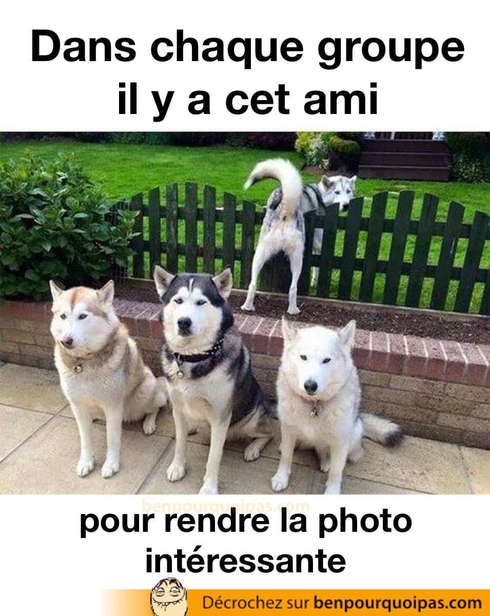 des chiens posent pour une photo tandisque l'un d'entre eux se montre le derriere