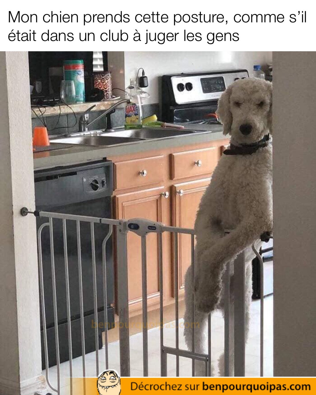 un chien sur deux pattes accoté sur le mur