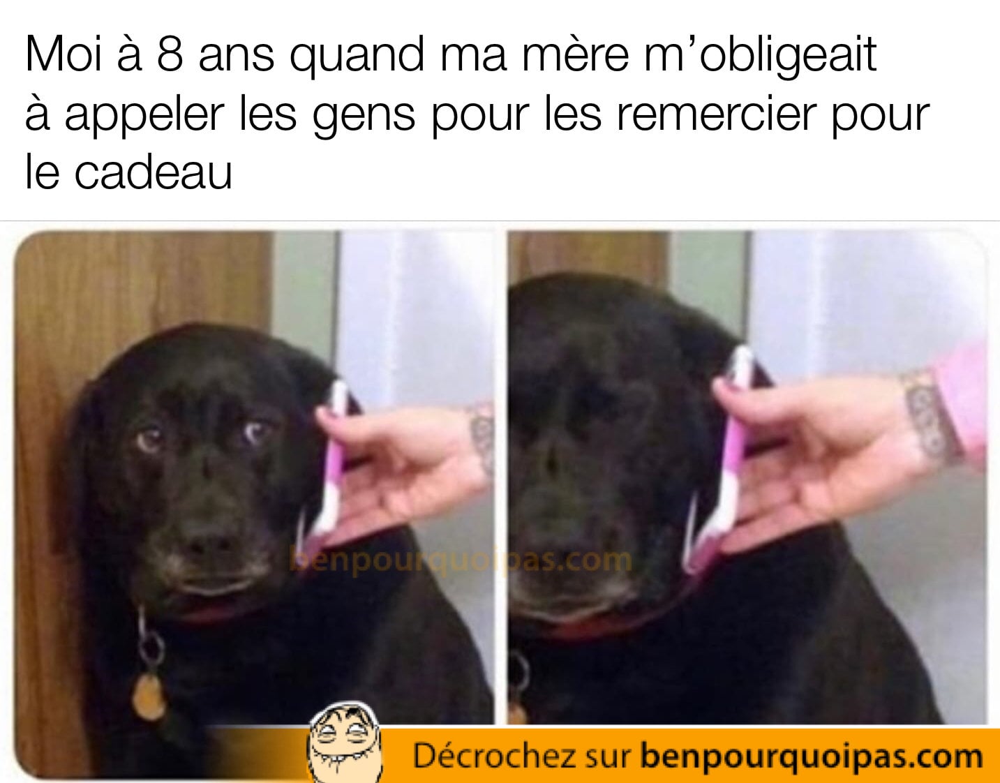 un chien au téléphone