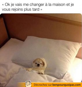 un chien couché bien confortablement dans un lit