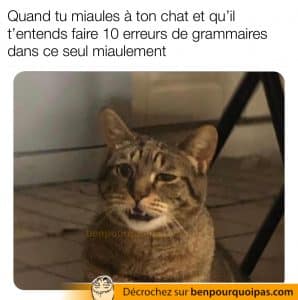 un chat regarde l'air perplexe