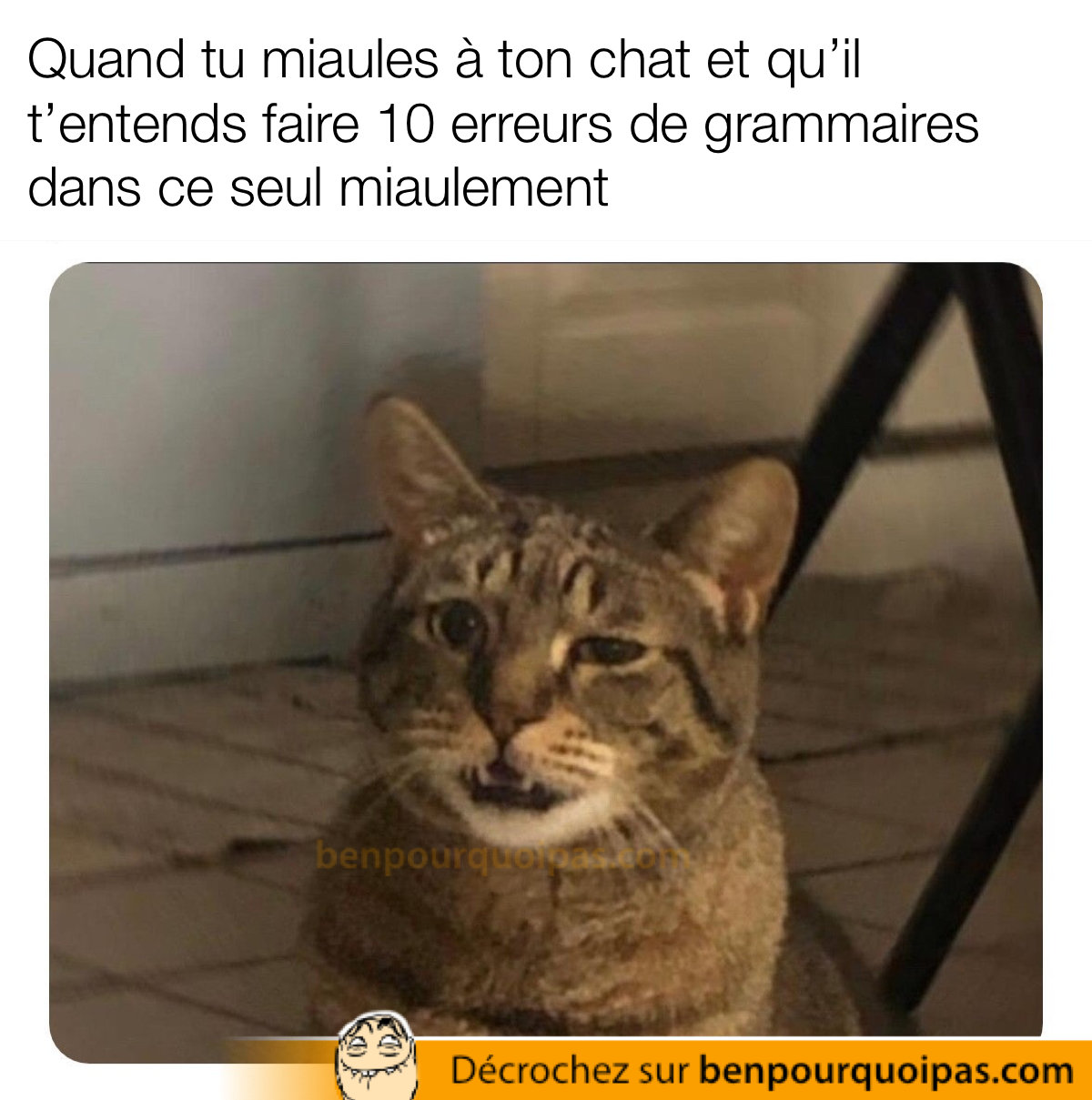 un chat regarde l'air perplexe