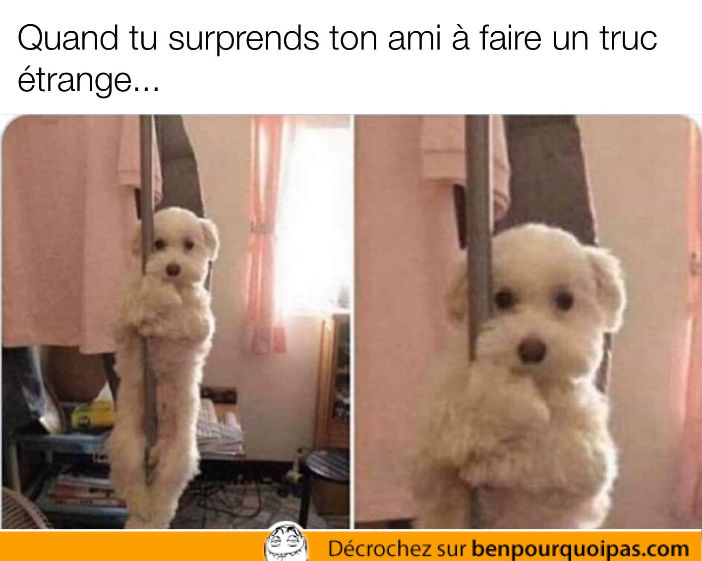 un petit chien mignon se tiens à un poteau