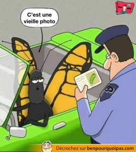papillon avec la police, photo de permis est une chenille