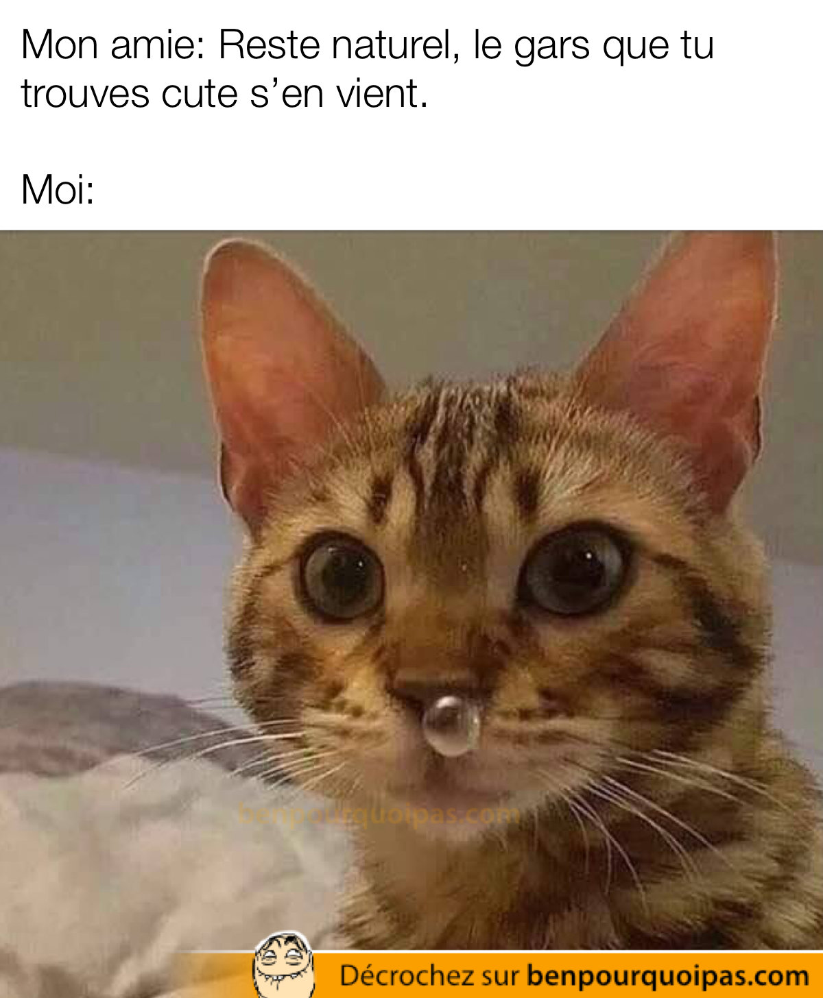 un chat à une bulle qui lui sort du nez