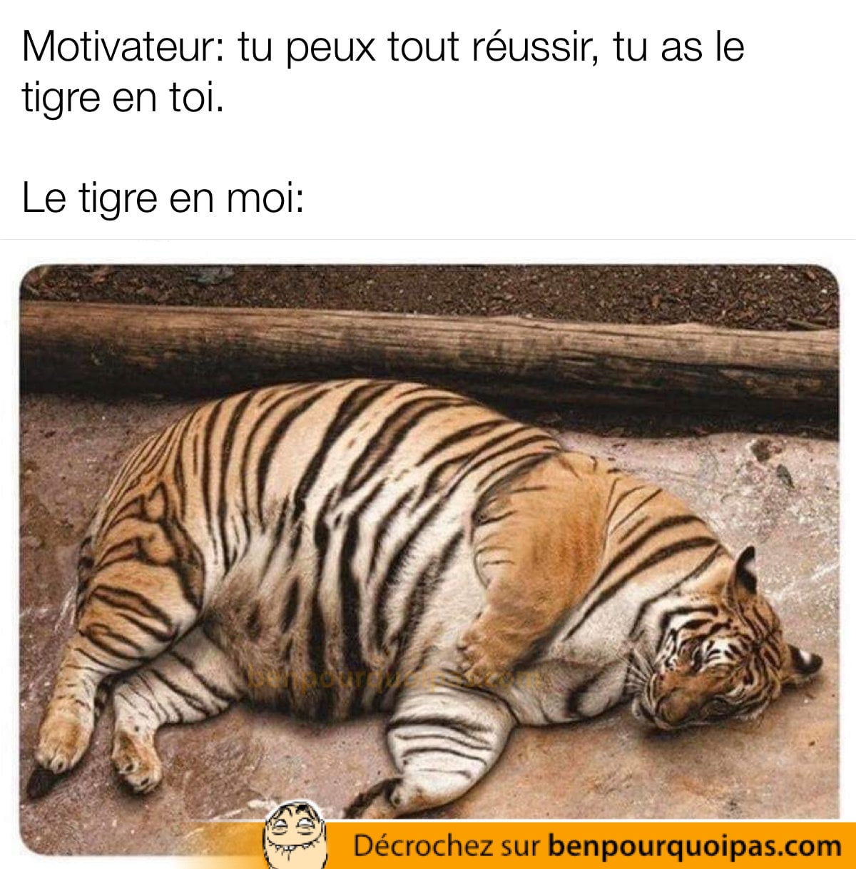 un tigre obèse couché sur le côté