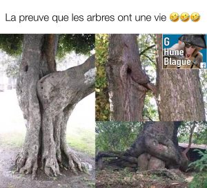 Le sex dans la nature. Des arbres qui semblent faire l'amour