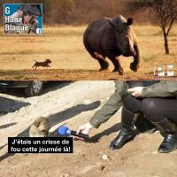 Un chien poursuit un rhinocéroce avoue en entrevue qu'il était vraiment fou cette journée là