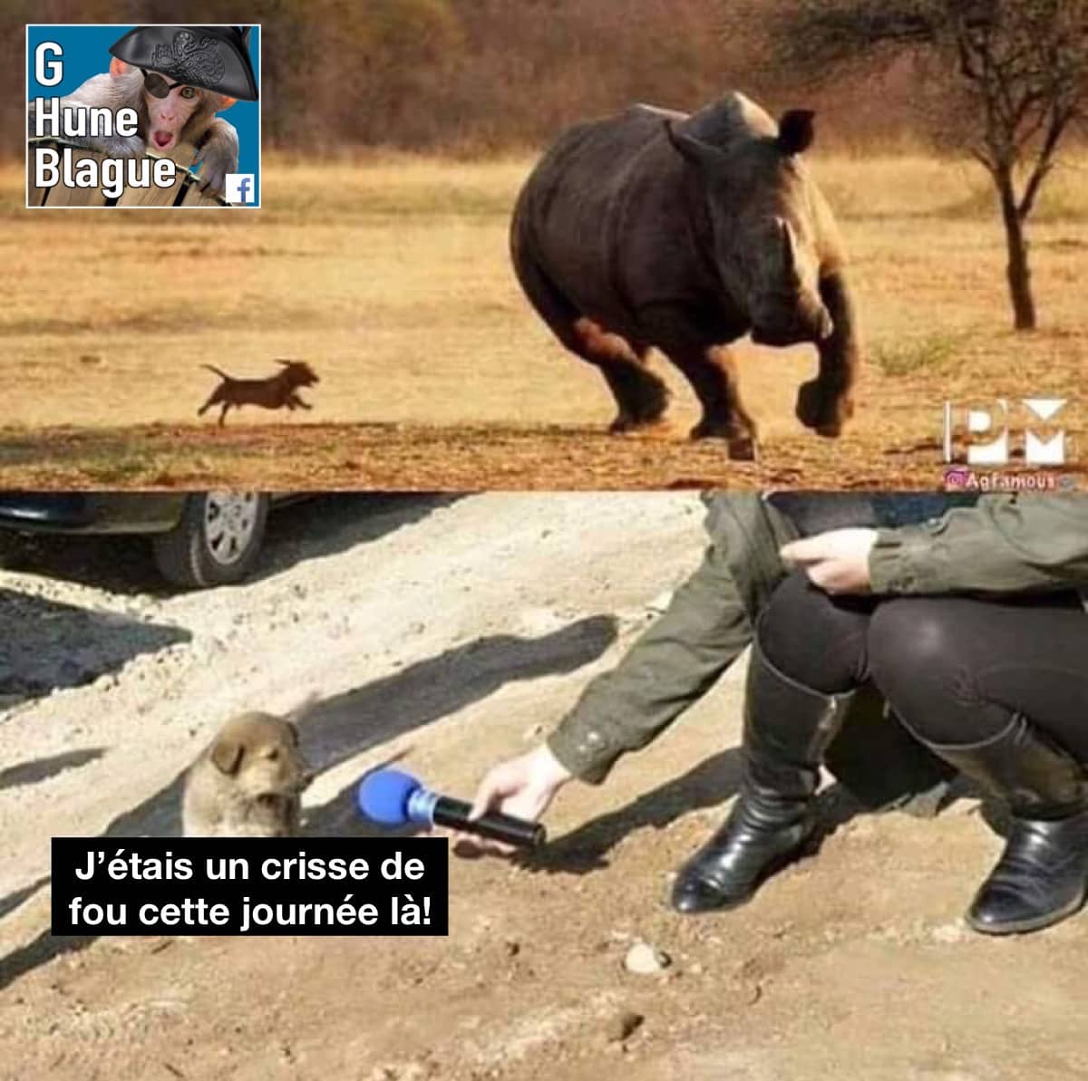 Un chien poursuit un rhinocéroce avoue en entrevue qu'il était vraiment fou cette journée là