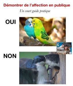 Démontrer de l'affection en publique: un court guide pratique! des oiseaux qui se bouffent la tête!