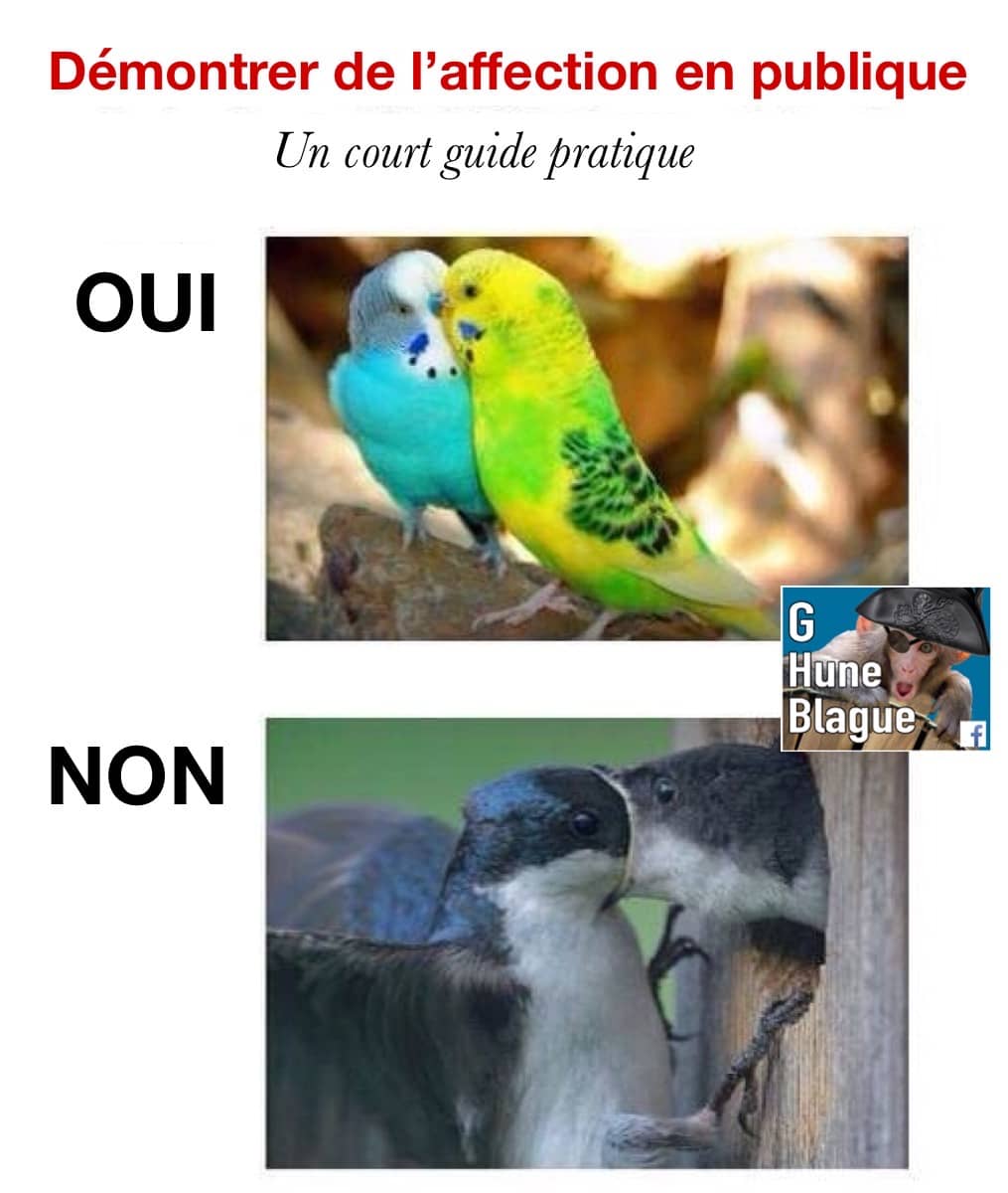 Démontrer de l'affection en publique: un court guide pratique! des oiseaux qui se bouffent la tête!