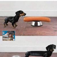 Les chiens-saucisse, comment c'est arrivé!