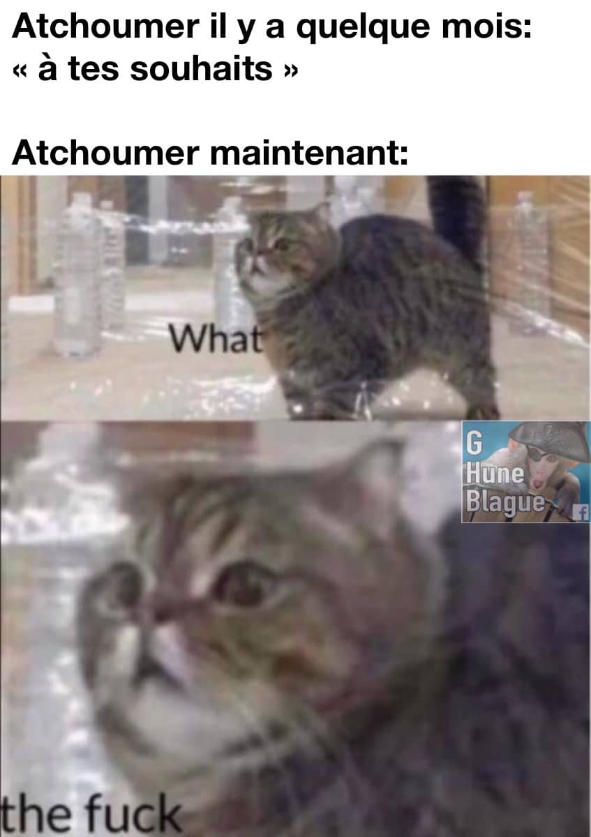 Éternuer il y a quelques semaines vs éternuer maintenant. e chat se dit wtf