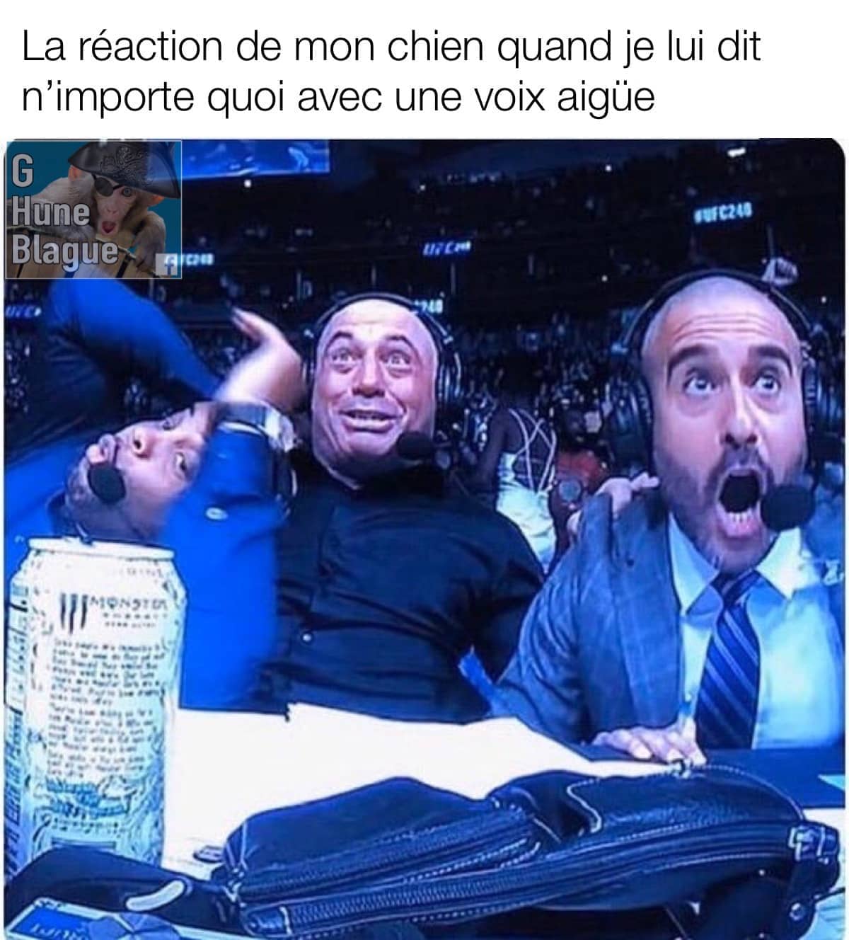 La réaction de mon chien quand je lui dit n'importe quoi d'une voix aigüe