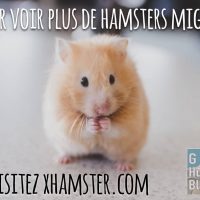 Un Hamster mignon, voir le lien pour en voir plus...