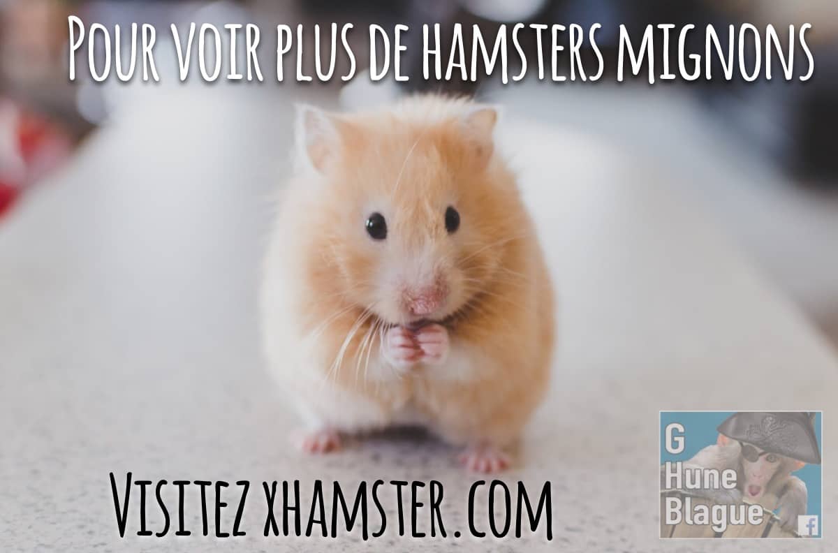 Un Hamster mignon, voir le lien pour en voir plus... hamsterx.com