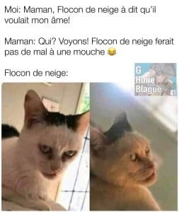 Quand ton chat semble possédé par Satan