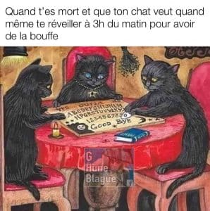 Quand t'es mort et que ton chat veut quand même te déranger à 3h du matin pour de la nourriture avec le ouija board