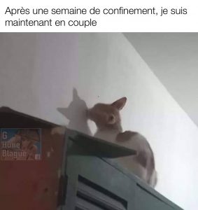 Après une semaine de confinement, je suis maintenant en couple. Un chat embrasse son ombre
