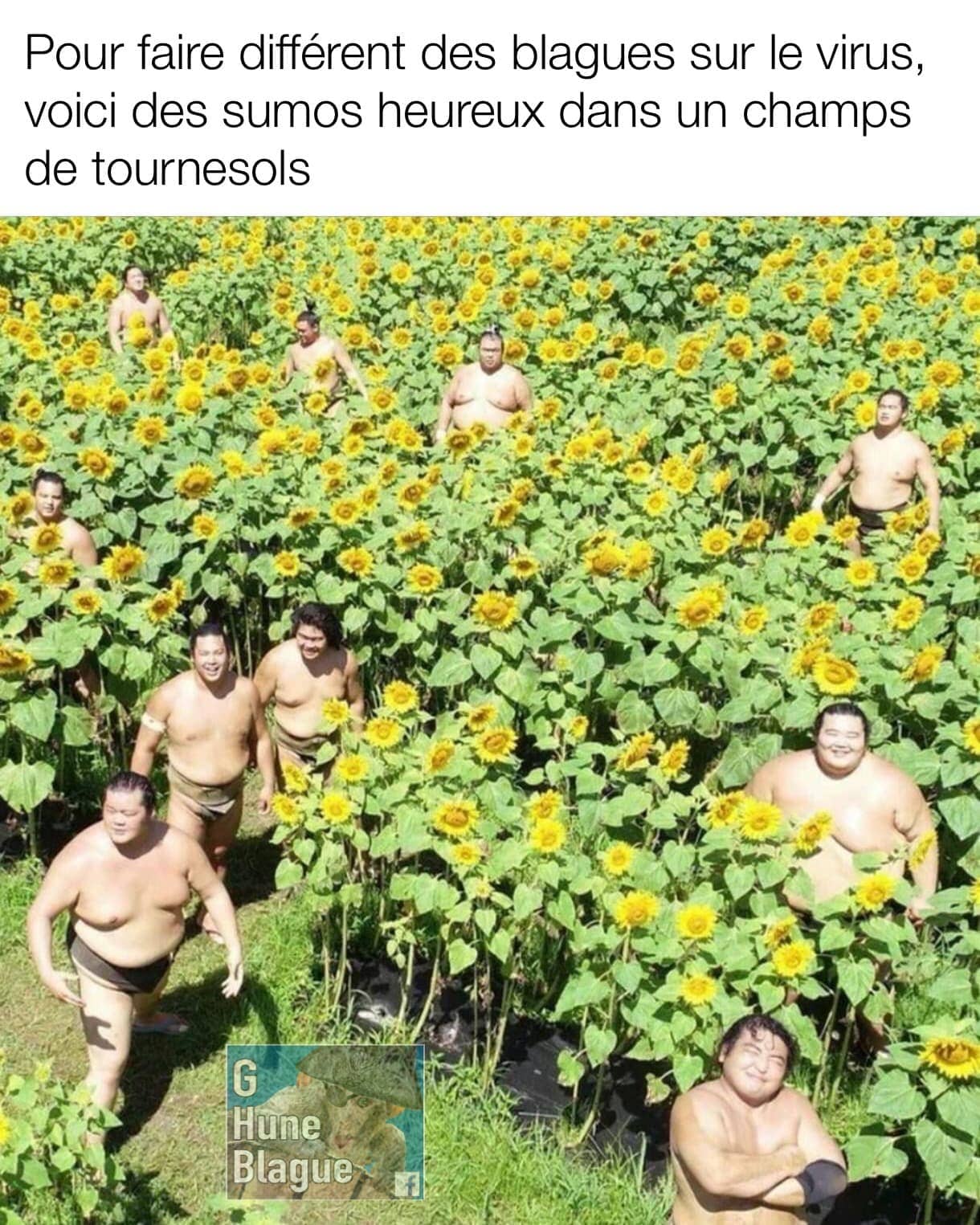 Pour faire différent des blagues sur le Coronavirus, voici des sumos heureux dans un champs de de tournesol