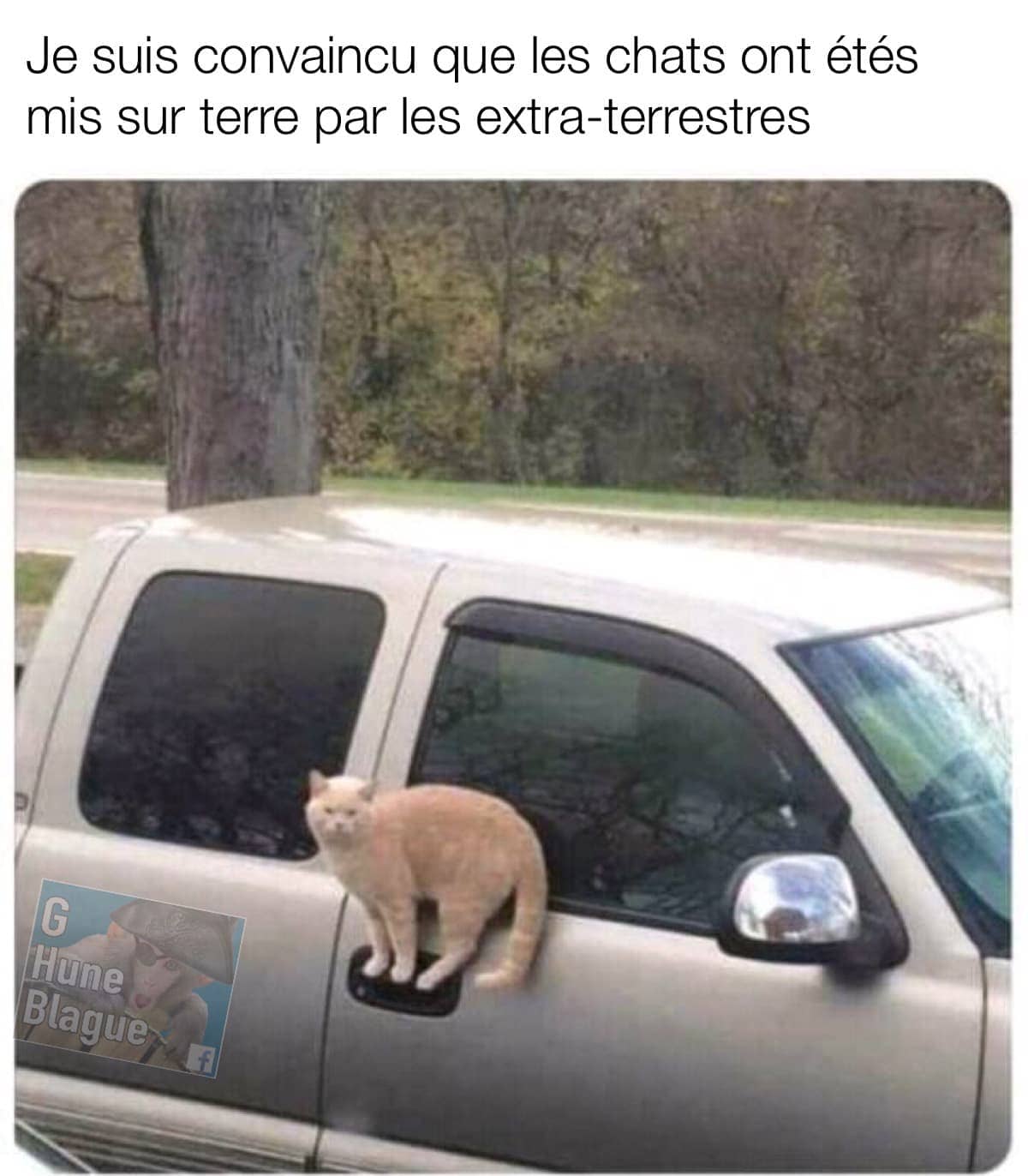 Je suis convaincu que les chats ont été mis sur terre par les extra-terrestres