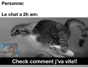 Les chats à 2h du matin qui cours comme des fous