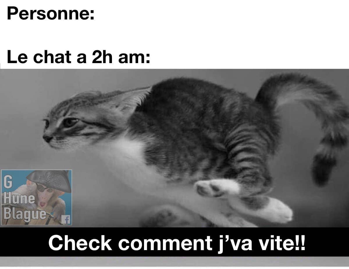 Les chats à 2h du matin qui cours comme des fous