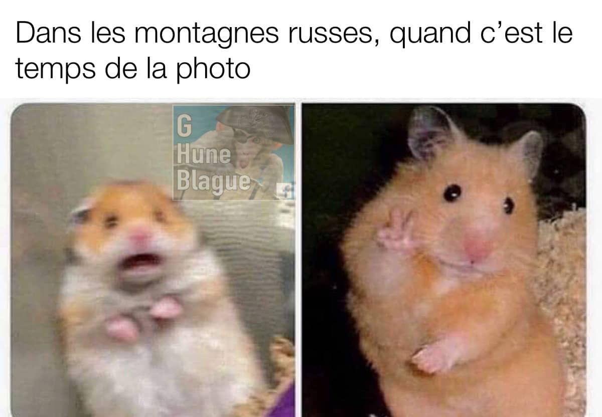 Quand t'es dans les montagnes russes et que le temps de la photo arrive. Un hamster prends la pose peace