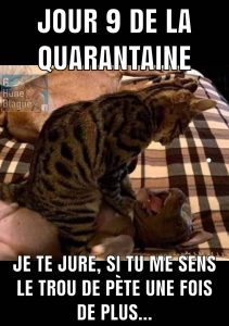 9e jours de la quarantaine, le chat en a marre de se faire sentir le derrière par le chien