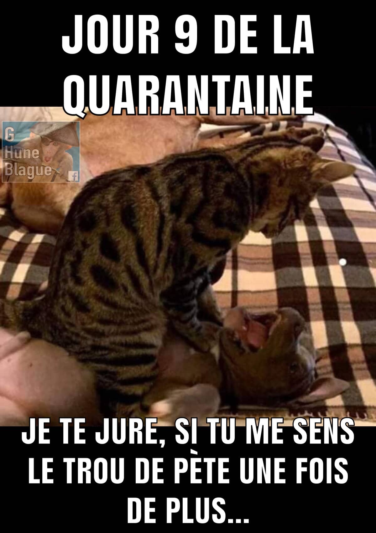 9e Jours De La Quarantaine Le Chat En A Marre De Se Faire Sentir Le Derriere Par Le Chien Blagues Et Images Droles Ben Pourquoi Pas Humour