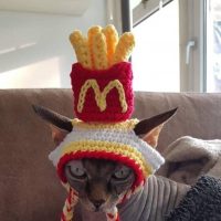 Les chats ont vraiment hâte qu'on retourne au travail