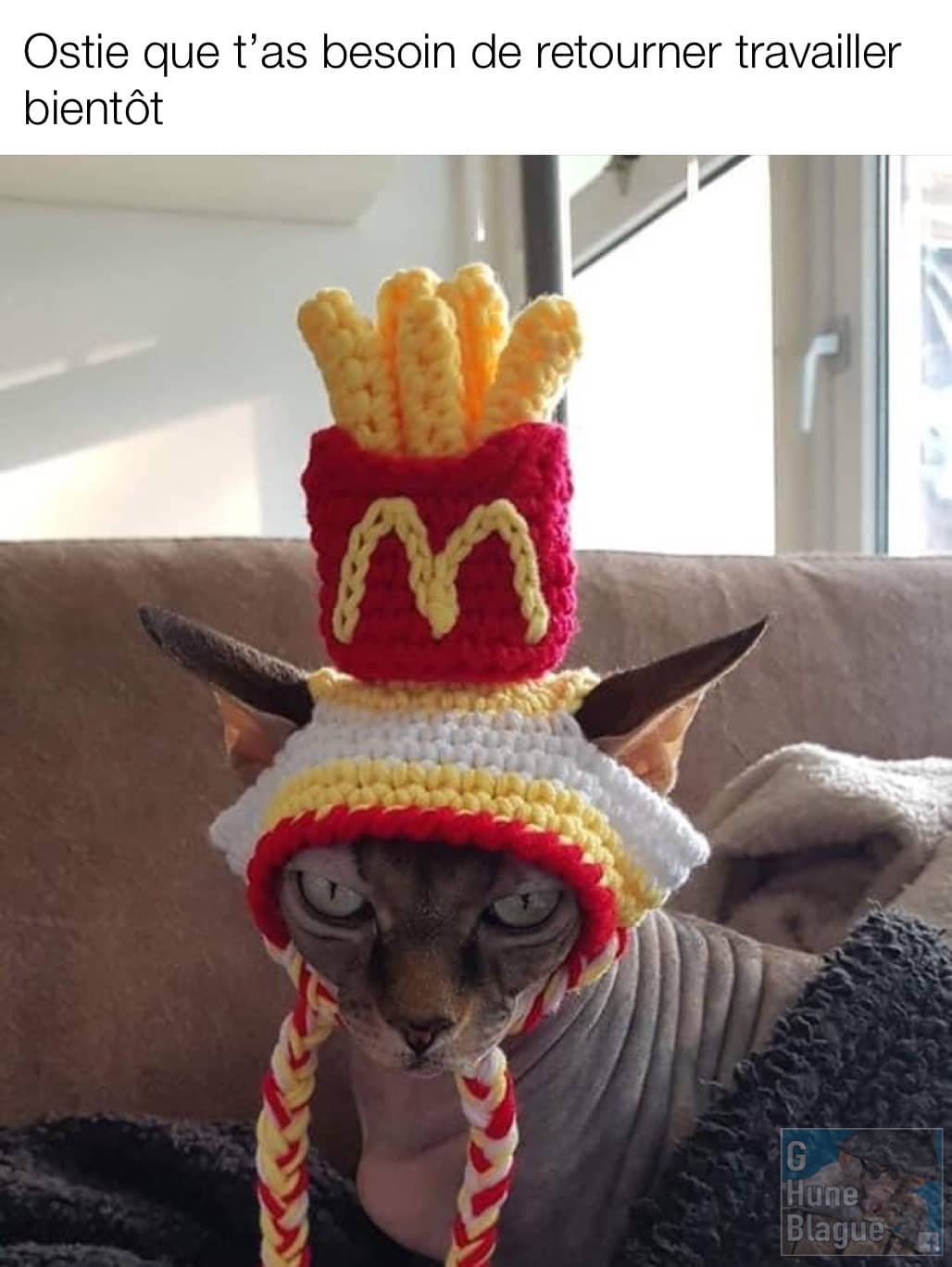 Les chats ont vraiment hâte qu'on retourne au travail. Un petit chapeau tricoté en forme de frites McDonald's