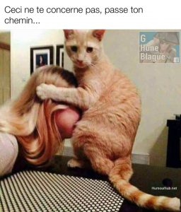 Ceci ne te concerne pas, passe ton chemin! le chat semble se faire faire une fellation par sa maitresse