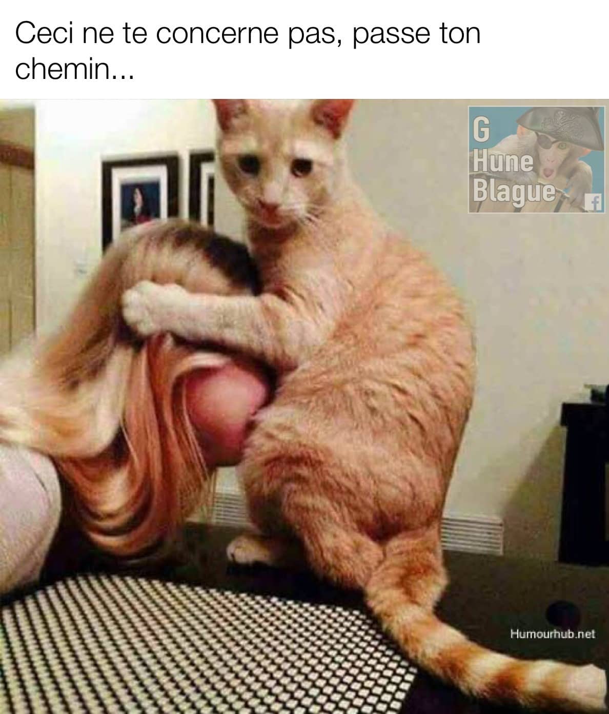 Ceci ne te concerne pas, passe ton chemin! le chat semble se faire faire une fellation par sa maitresse