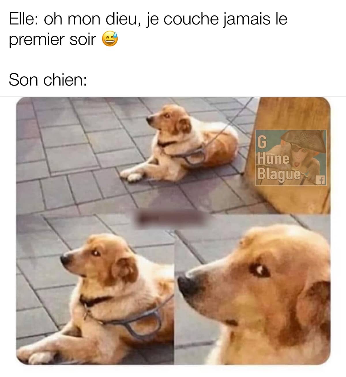 Quand elle te dis qu'elle ne couche jamais le premier soir... son chien semble septique