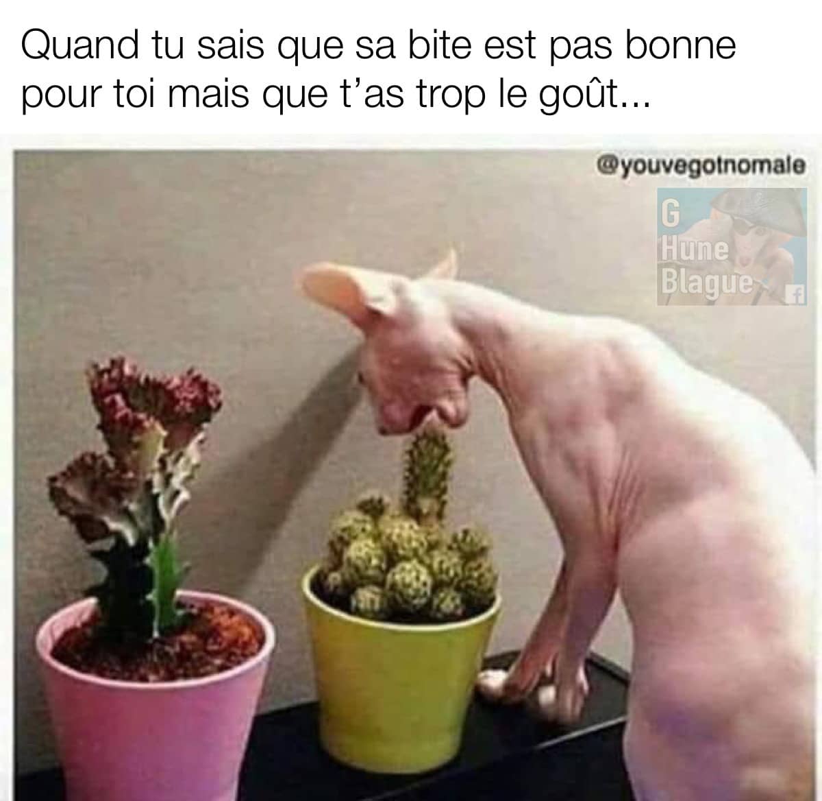 Quand tu sais que sa bite est pas bonne pour toi mais que t'as trop envie. Chat mange un cactus