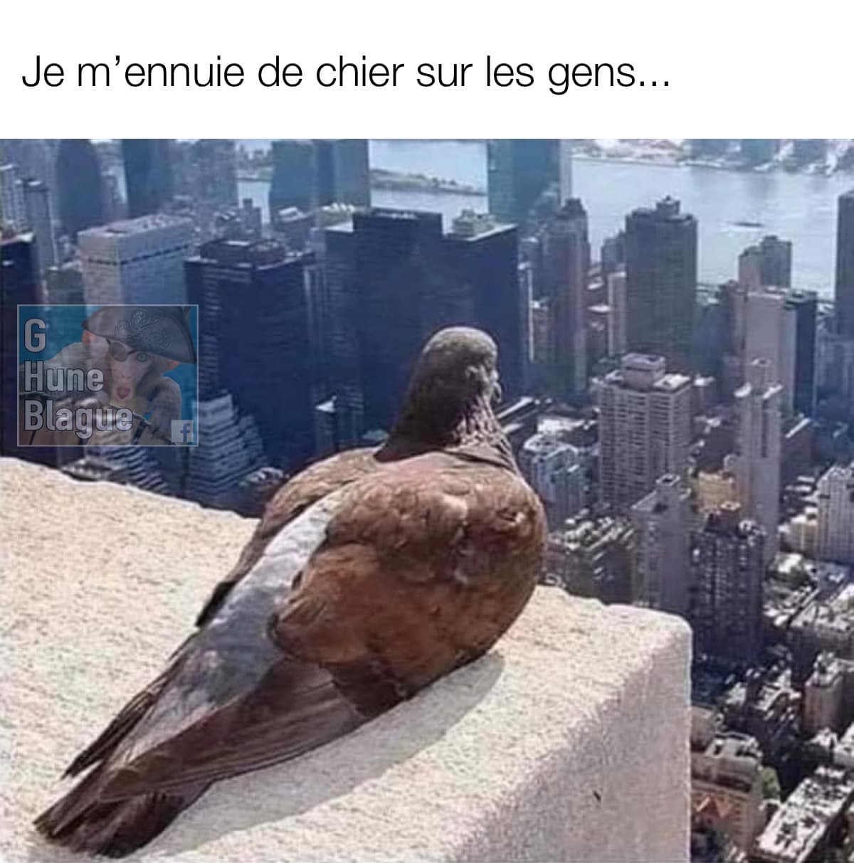 COVID-19: un pigeon s'ennuie de chier sur les gens