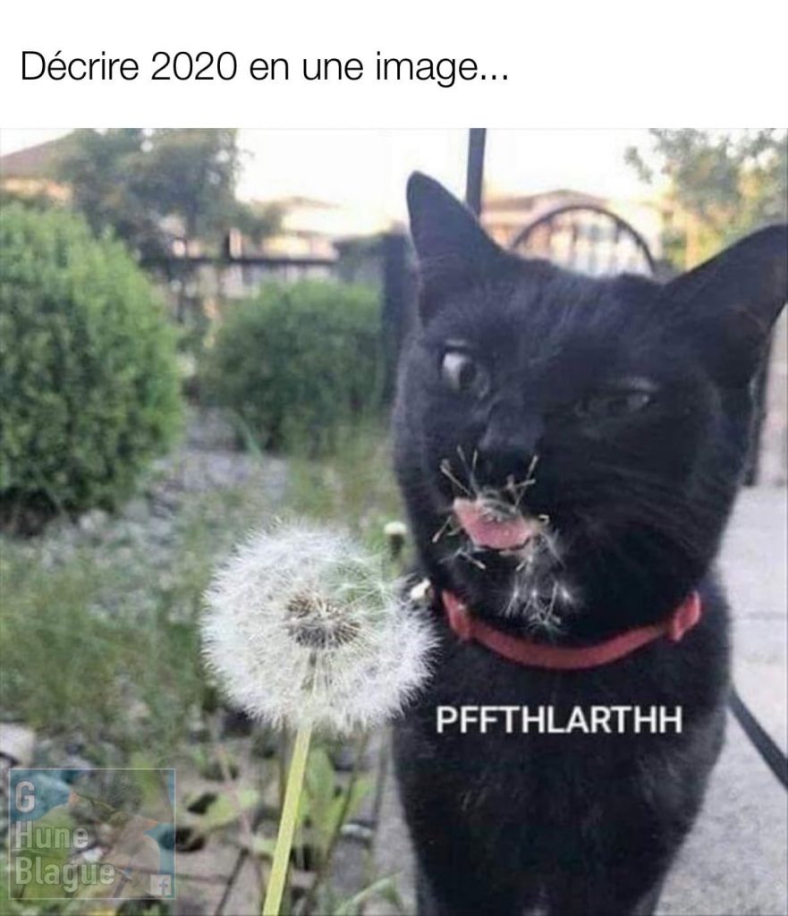 Décrire l'année 2020 avec une image... un chat mange un piscenlit